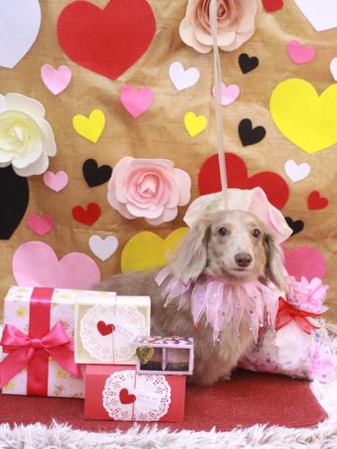 20230210ぺこちゃん